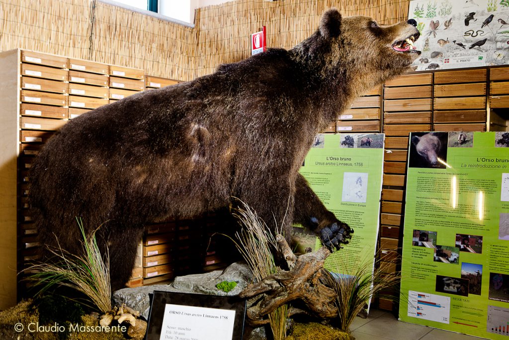 Museo Civico di Storia Naturale 2