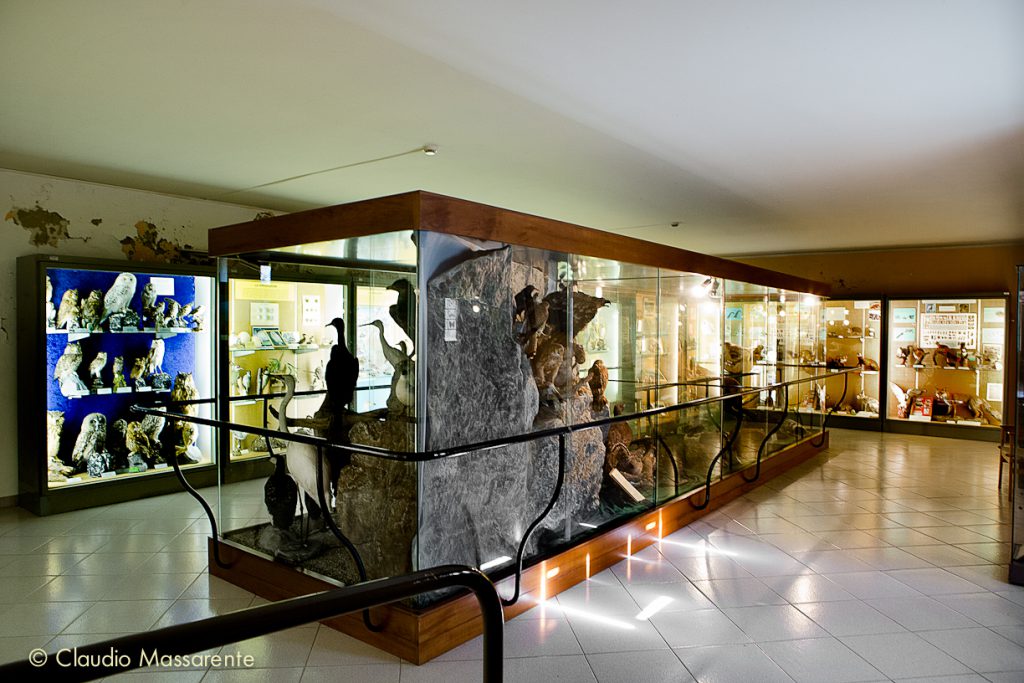 Museo Civico di Storia Naturale 4